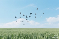 茶韵画意：从古至今的茶文化与书画艺术（茶文化书法字画）