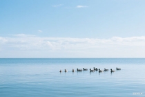茶语时光，尽显东方韵味（茶语时光唯美句子）